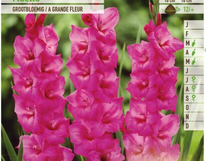 Gladiolus ‘Fidelio’ - Gladiool