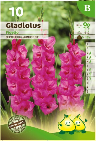 Gladiolus ‘Fidelio’ - Gladiool