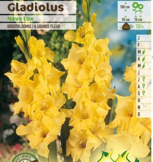 Gladiolus ‘Nova Lux’ - Gladiool