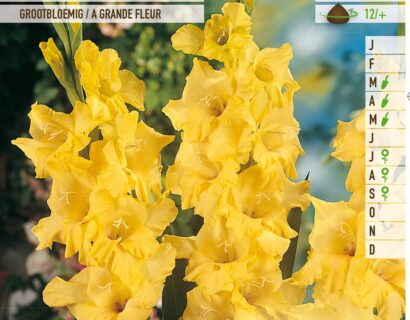 Gladiolus ‘Nova Lux’ - Gladiool