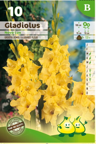 Gladiolus ‘Nova Lux’ - Gladiool