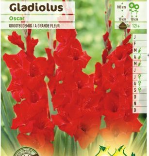 Gladiolus ‘Oscar’ - Gladiool