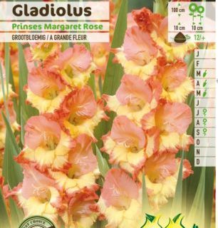 Gladiolus ‘Princess Margaret Rose’ - Gladiool