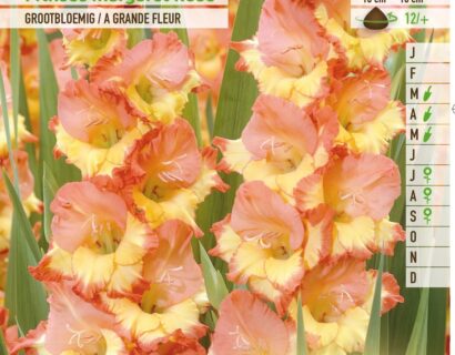 Gladiolus ‘Princess Margaret Rose’ - Gladiool