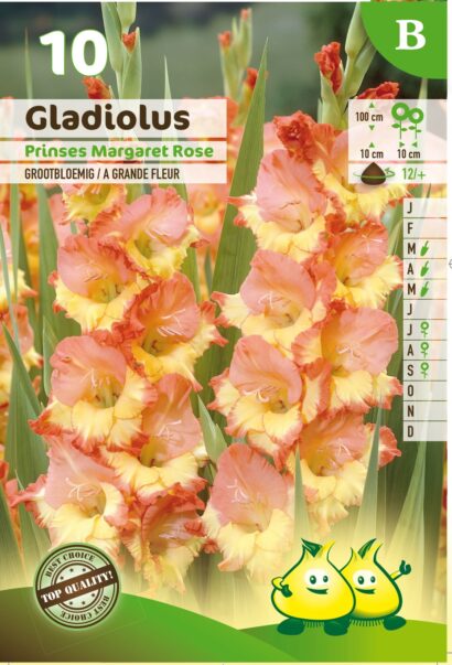 Gladiolus ‘Princess Margaret Rose’ - Gladiool