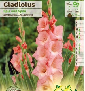 Gladiolus ‘Spic and Span’ - Gladiool