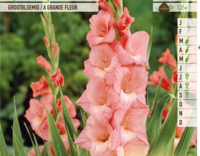 Gladiolus ‘Spic and Span’ - Gladiool