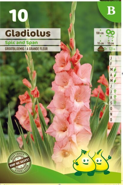 Gladiolus ‘Spic and Span’ - Gladiool