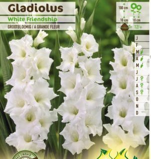 Gladiolus ‘White Friendship’ - Gladiool