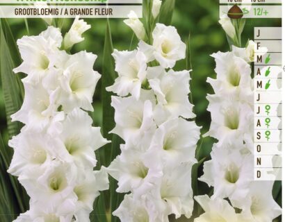 Gladiolus ‘White Friendship’ - Gladiool