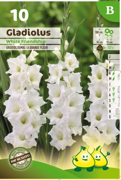 Gladiolus ‘White Friendship’ - Gladiool