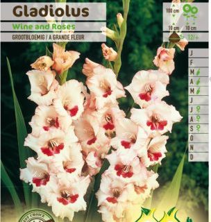 Gladiolus ‘Wine and Roses’ - Gladiool