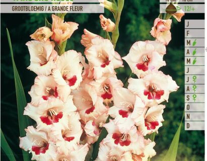 Gladiolus ‘Wine and Roses’ - Gladiool