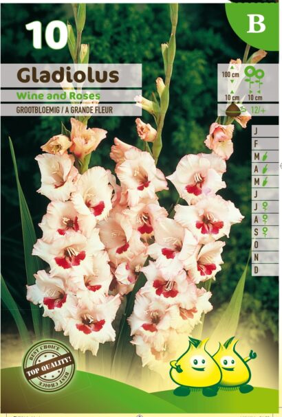 Gladiolus ‘Wine and Roses’ - Gladiool