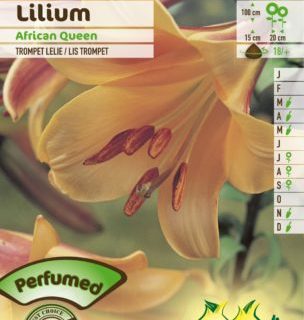 Lilium ‘African Queen’ - Trompetlelie