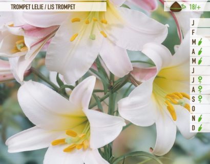 Lilium ‘Regale’ - Koningslelie