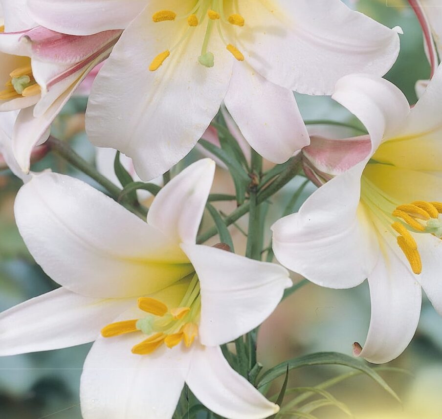 Lilium ‘Regale’ - Koningslelie