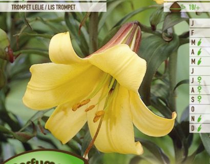 Lilium ‘Royal Gold’ - Koningslelie