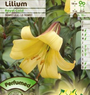 Lilium ‘Royal Gold’ - Koningslelie