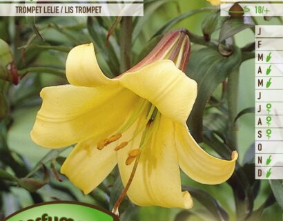 Lilium ‘Royal Gold’ - Koningslelie