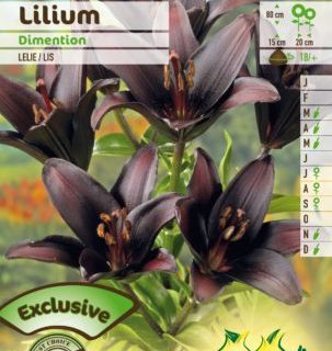 Lilium ‘Dimention’ - Aziatische Lelie