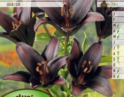 Lilium ‘Dimention’ - Aziatische Lelie