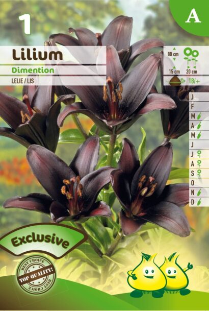 Lilium ‘Dimention’ - Aziatische Lelie