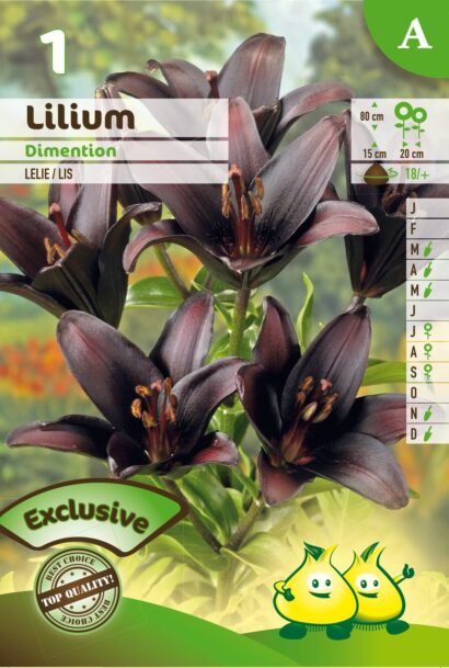 Lilium ‘Dimention’ - Aziatische Lelie