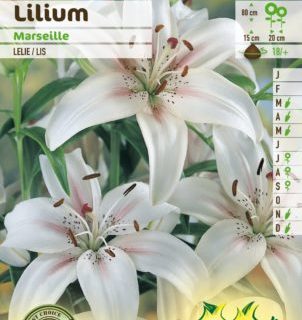 Lilium ‘Marseille’ - Lelie