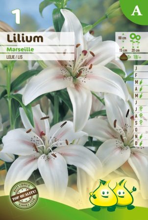 Lilium ‘Marseille’ - Lelie