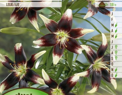 Lilium ‘Netty’s Pride’ - Lelie