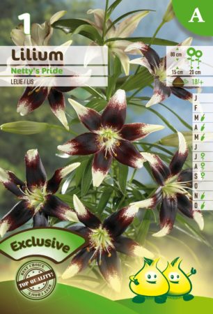 Lilium ‘Netty’s Pride’ - Lelie