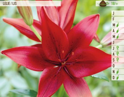 Lilium ‘Red Night’ - Lelie