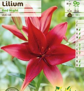 Lilium ‘Red Night’ - Lelie