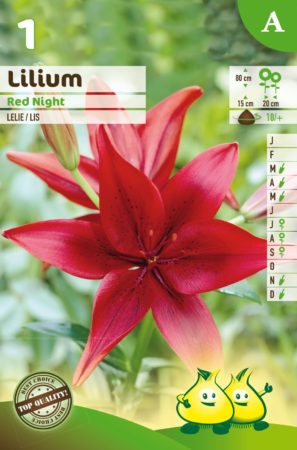 Lilium ‘Red Night’ - Lelie