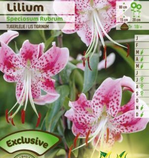 Lilium ‘Speciosum Rubrum’ - Tijgerlelie