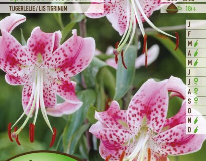 Lilium ‘Speciosum Rubrum’ - Tijgerlelie