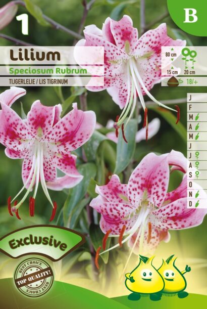 Lilium ‘Speciosum Rubrum’ - Tijgerlelie