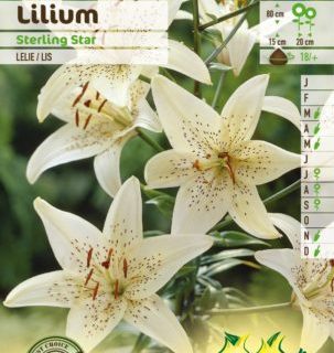 Lilium ‘Sterling Star’ - Aziatische Lelie