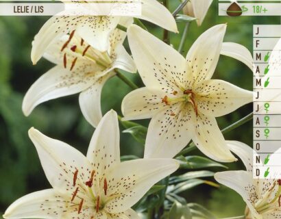 Lilium ‘Sterling Star’ - Aziatische Lelie