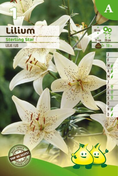 Lilium ‘Sterling Star’ - Aziatische Lelie