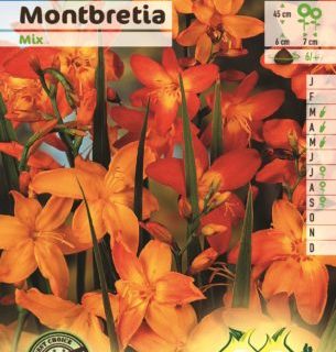 Montbretia mix - Montbretia