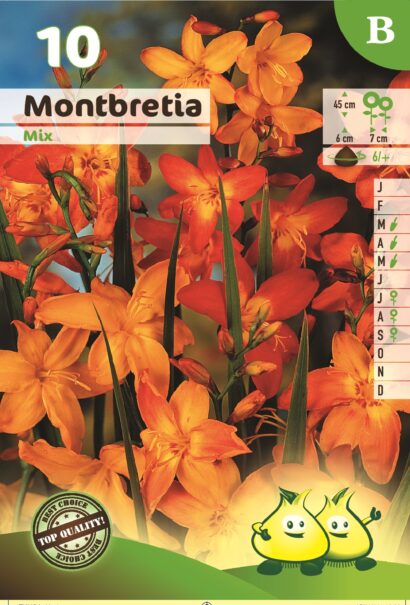 Montbretia mix - Montbretia