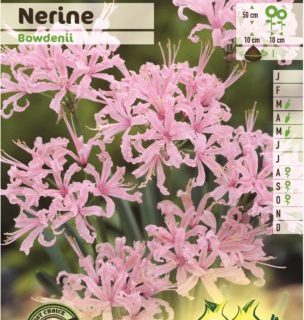Nerine bowdenii - Kliplelie