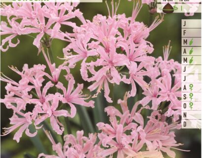 Nerine bowdenii - Kliplelie