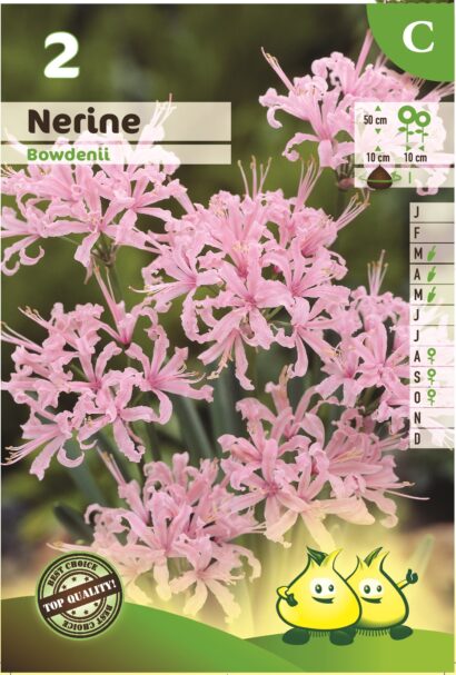 Nerine bowdenii - Kliplelie