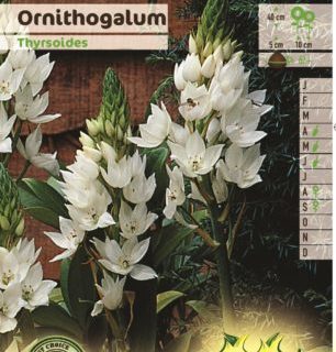 Ornithogalum thyrsoides - Vogelmelk of Zuidenwindlelie