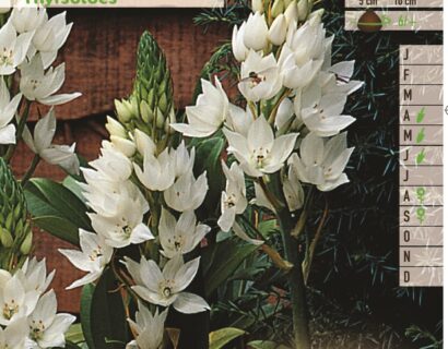 Ornithogalum thyrsoides - Vogelmelk of Zuidenwindlelie