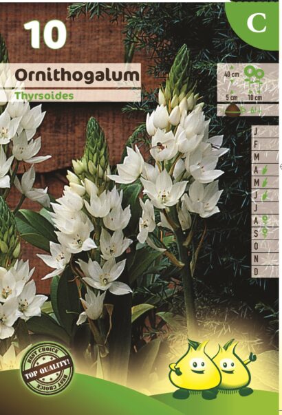 Ornithogalum thyrsoides - Vogelmelk of Zuidenwindlelie