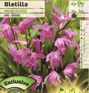 Bletilla ‘Hardy Orchid’ - Aard-orchidee